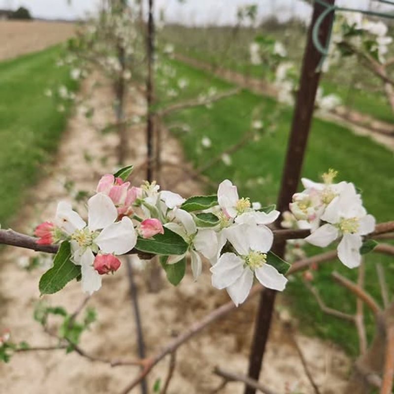 April: Watch Blossoms And Frost April: Watch Blossoms And Frost
