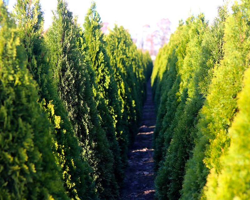 Arborvitae Cultivars Shape Clean And Classic Evergreen Hedges Arborvitae Cultivars Shape Clean And Classic Evergreen Hedges