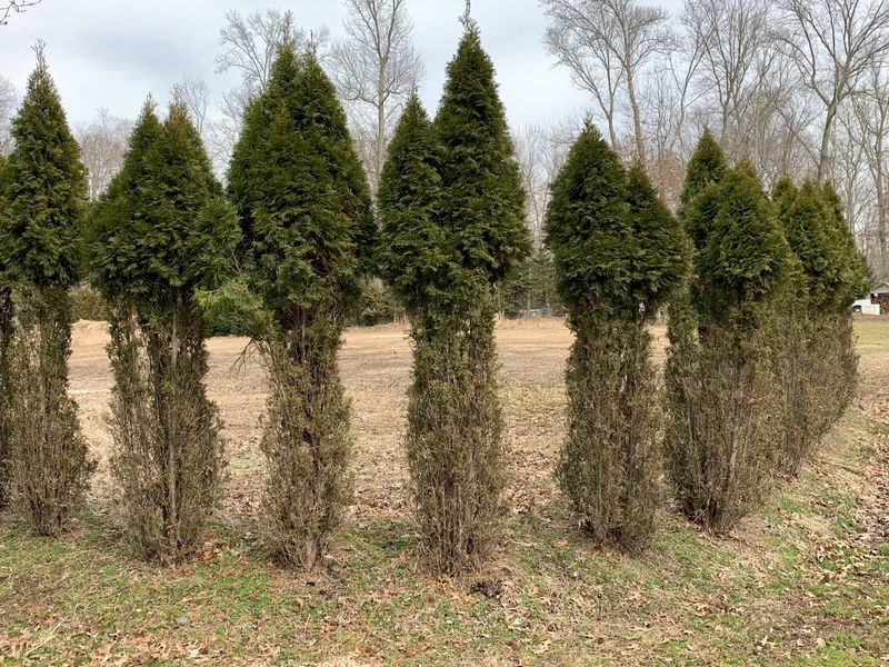 Arborvitae Gives Pennsylvania Deer An Easy Evergreen Food Source
