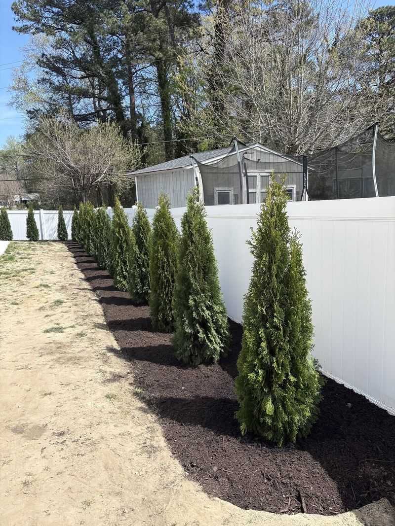 Arborvitae Hedges Allow Fire To Move From Plant To Plant