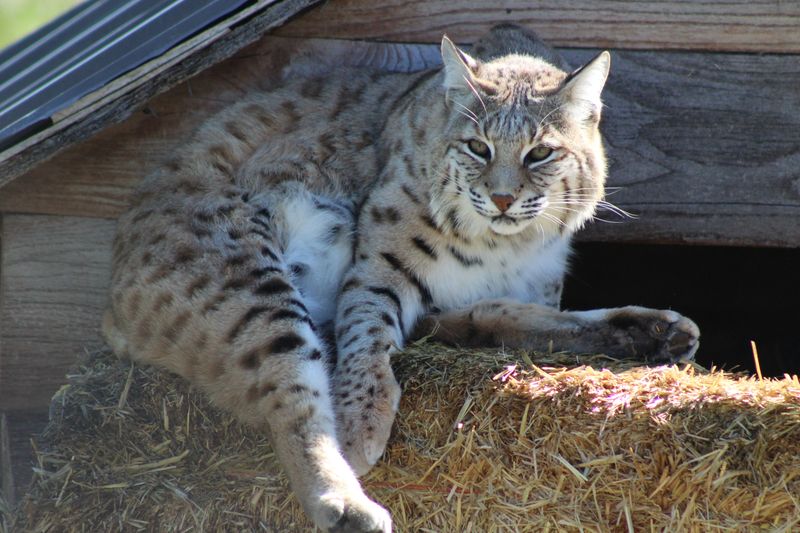 Are Bobcats A Danger To Pets Or Livestock