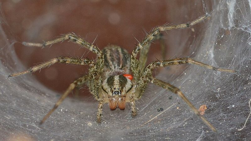 Are Funnel Web Spiders Harmful To People Or Pets Are Funnel Web Spiders Harmful To People Or Pets
