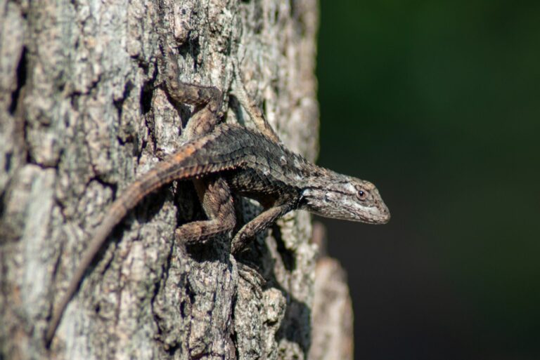 texas spiny lizard