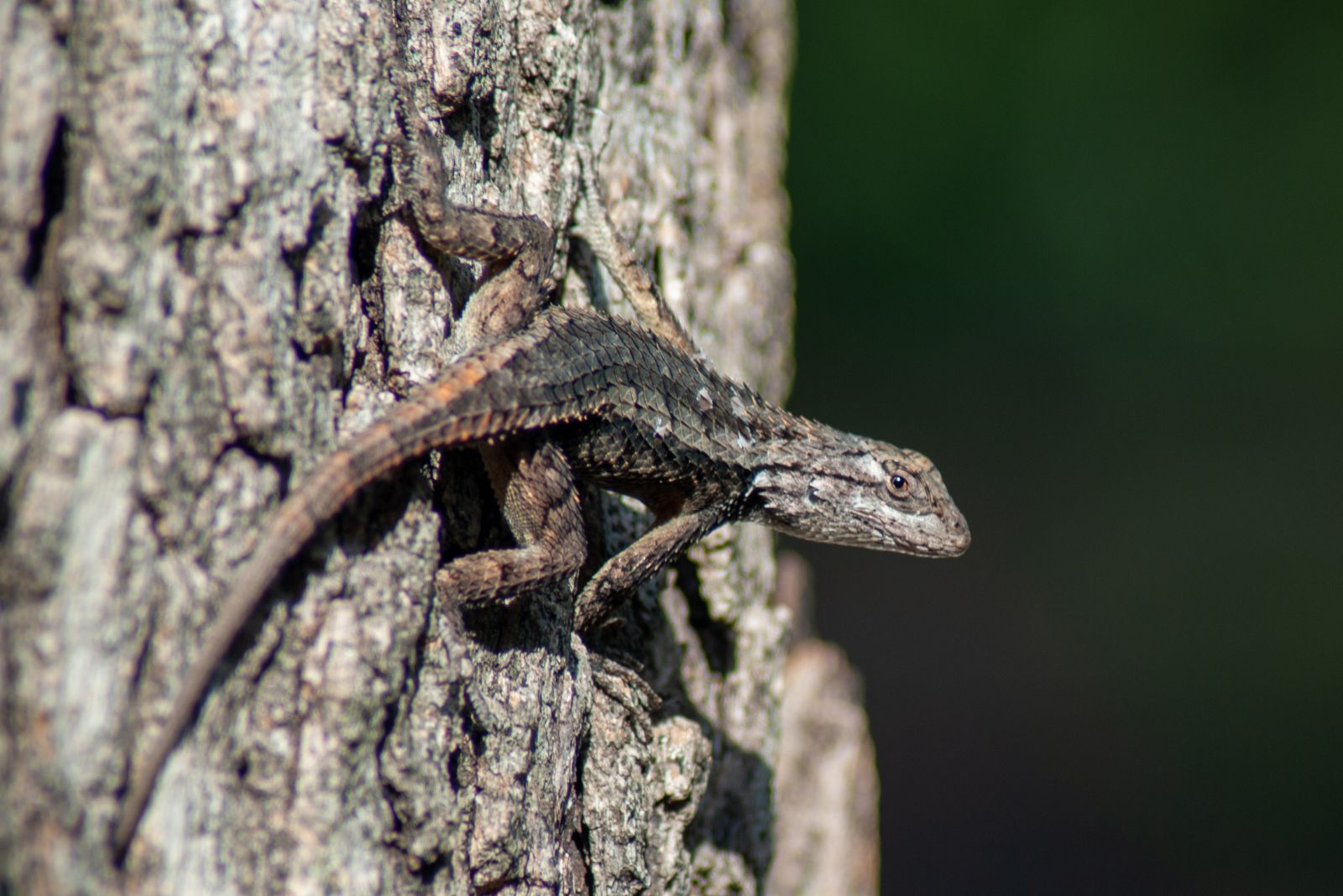 texas spiny lizard
