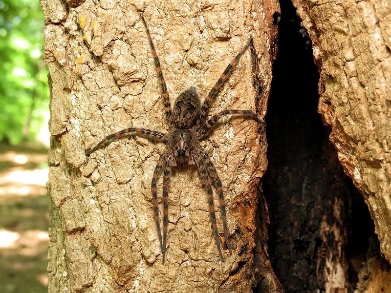 Are Wolf And Fishing Spiders Dangerous To Humans Are Wolf And Fishing Spiders Dangerous To Humans