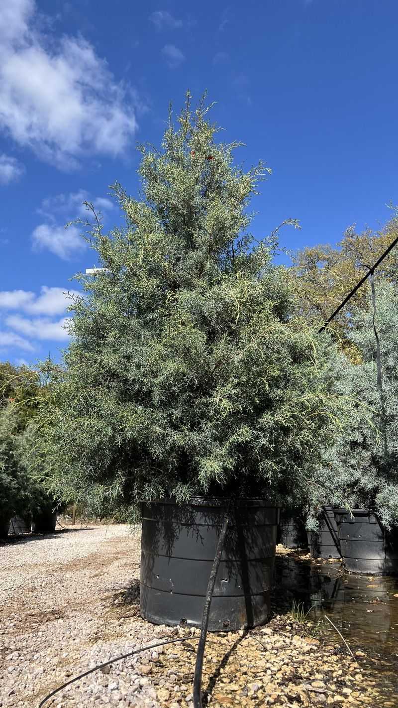 Arizona Cypress Contains Volatile Natural Oils