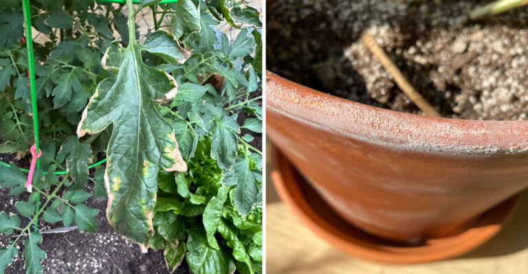 Arizona Gardeners Should Watch For These Salt Buildup Signs Before Plants Stall