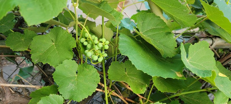 Arizona Grape Builds Broad Shade Arizona Grape Builds Broad Shade