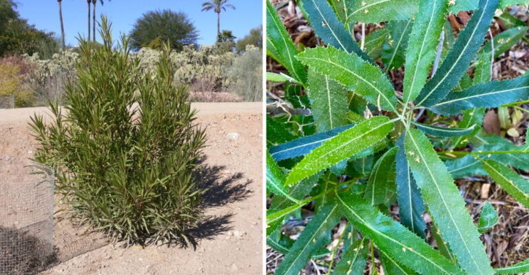 Arizona Homeowners Are Choosing This Native Tree Instead Of Desert Willow