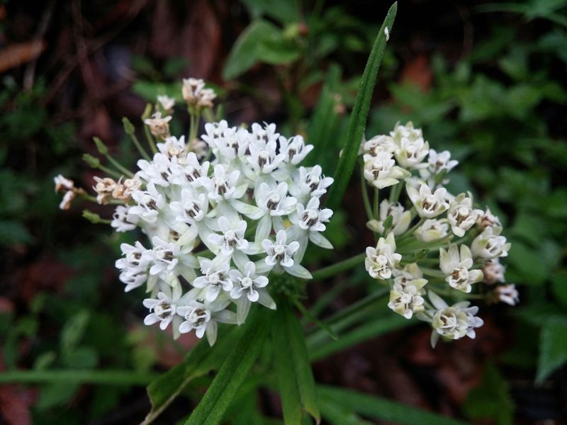 Arizona Milkweed Works In Protected Desert Spots