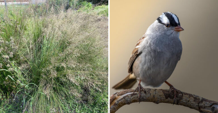 Arizona Native Grasses Are Showing Up In More Landscapes For These 7 Reasons