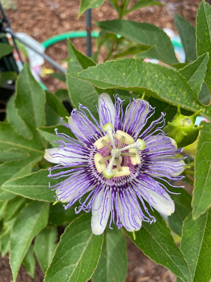 Arizona Passionflower Adds Night Blooms Arizona Passionflower Adds Night Blooms