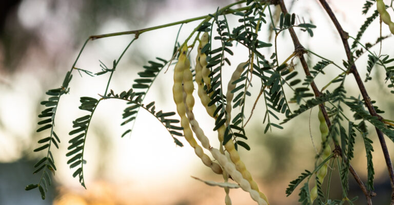 Arizona Plants That Look Heat Stressed Even When They Are Perfectly Healthy