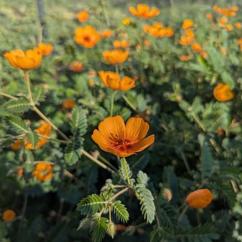 Arizona Poppy Fits Monsoon Timing Arizona Poppy Fits Monsoon Timing