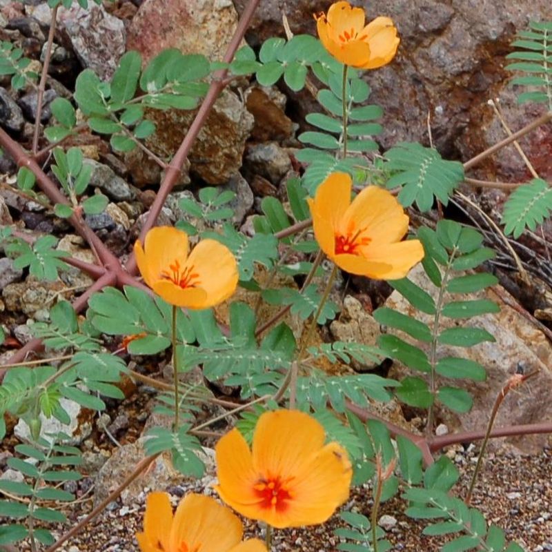 Arizona Poppy Responds To Summer Rain Arizona Poppy Responds To Summer Rain