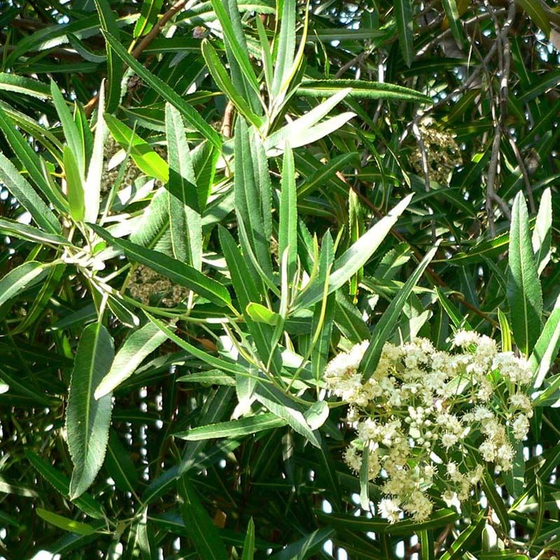 Arizona Rosewood Experiences Less Transplant Stress