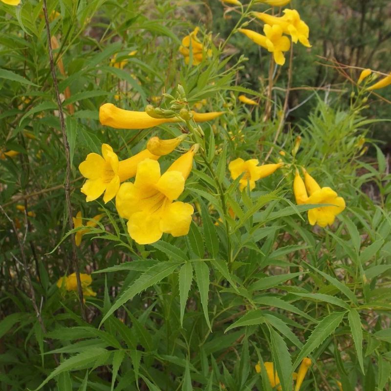 Arizona Yellow Bells Thrive In Full Sun Arizona Yellow Bells Thrive In Full Sun