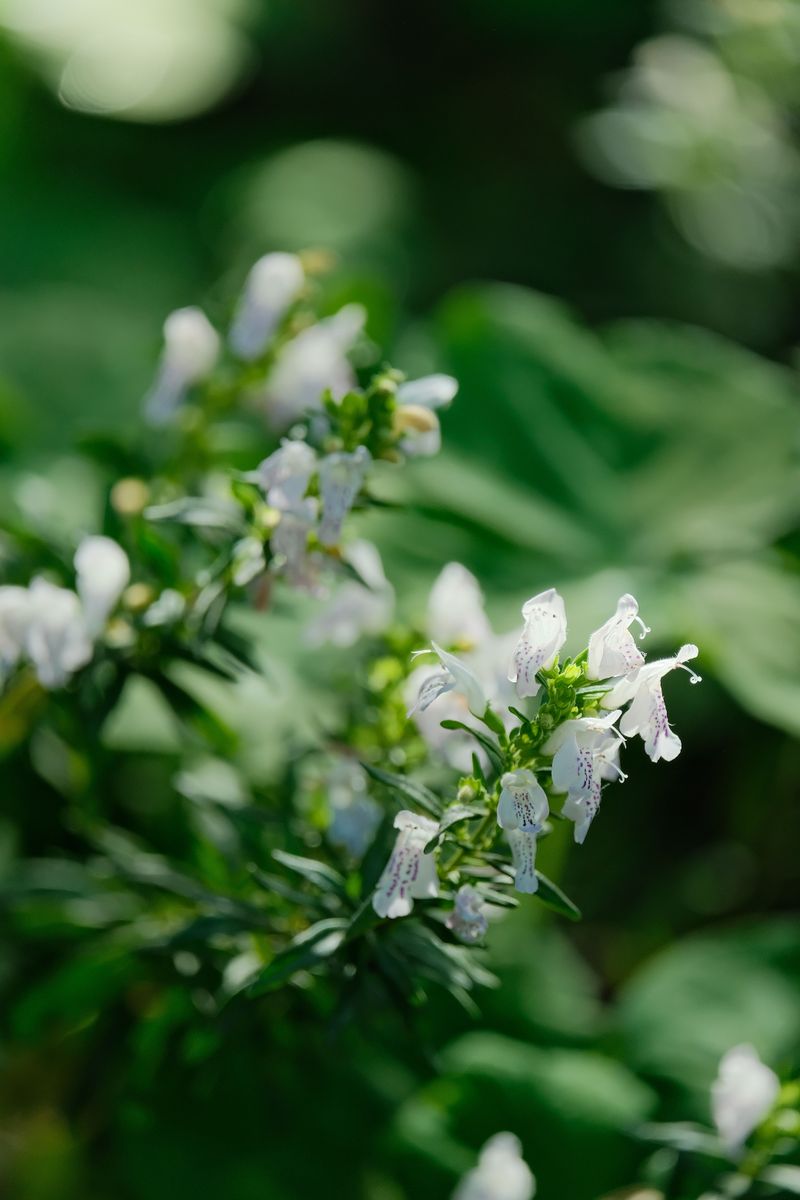 Arkansas Beardtongue (Penstemon Arkansanus)