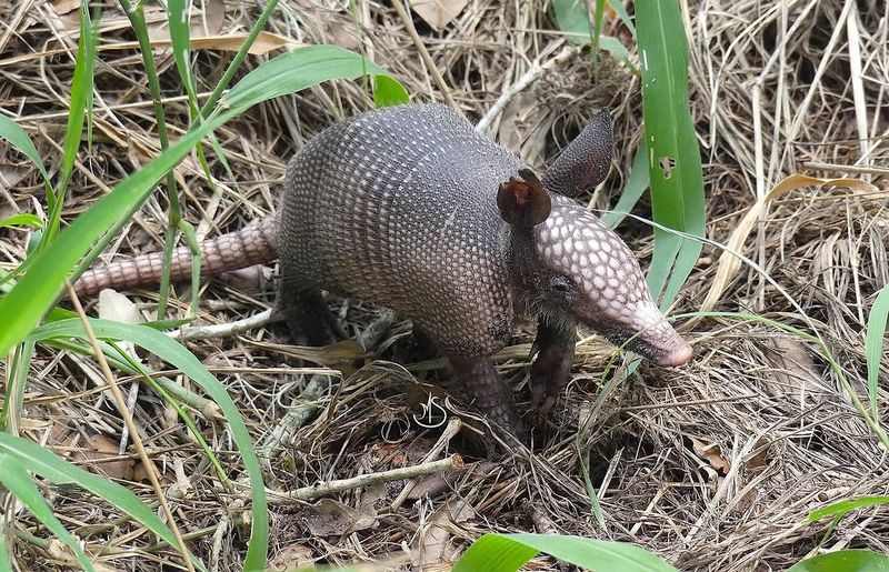 Armadillos May Find Grubs Before You Do
