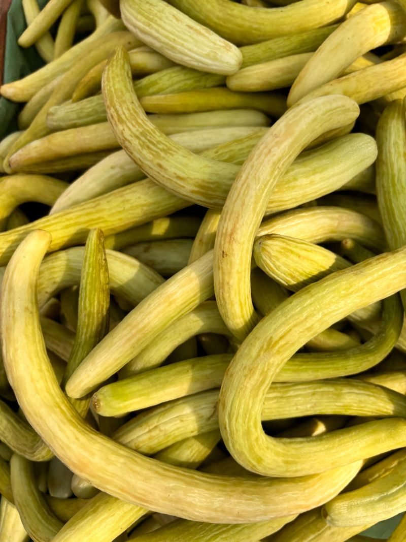 Armenian Cucumber Armenian Cucumber