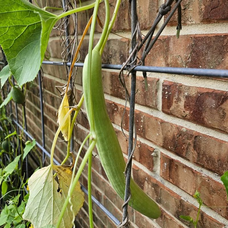 Armenian Cucumbers Outlast Most Summer Cucumbers Armenian Cucumbers Outlast Most Summer Cucumbers
