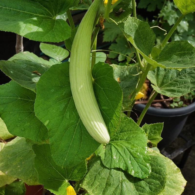 Armenian Cucumbers Tolerate Summer Heat Well Armenian Cucumbers Tolerate Summer Heat Well