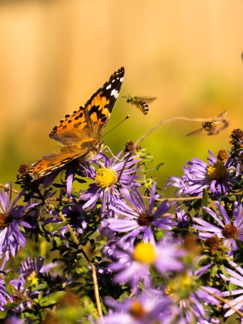 Aromatic Aster