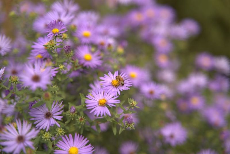 Aromatic Aster Aromatic Aster