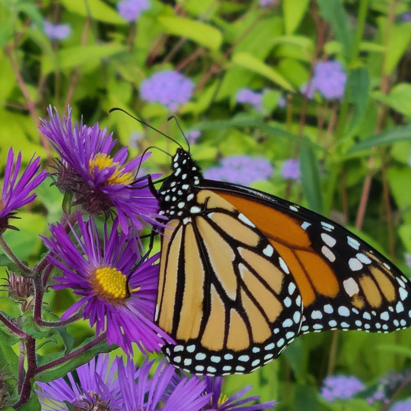 Aromatic Aster Aromatic Aster