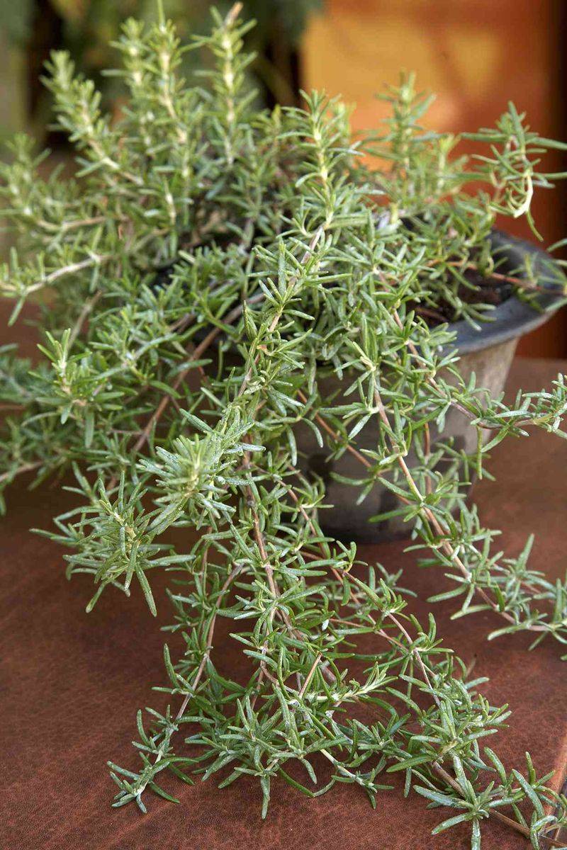 Aromatic Foliage Adds Structure And Fragrance