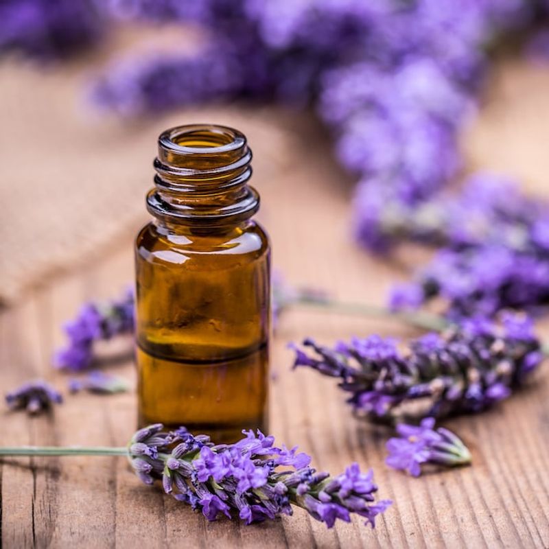 Aromatic Oils May Help With Some Pests Aromatic Oils May Help With Some Pests