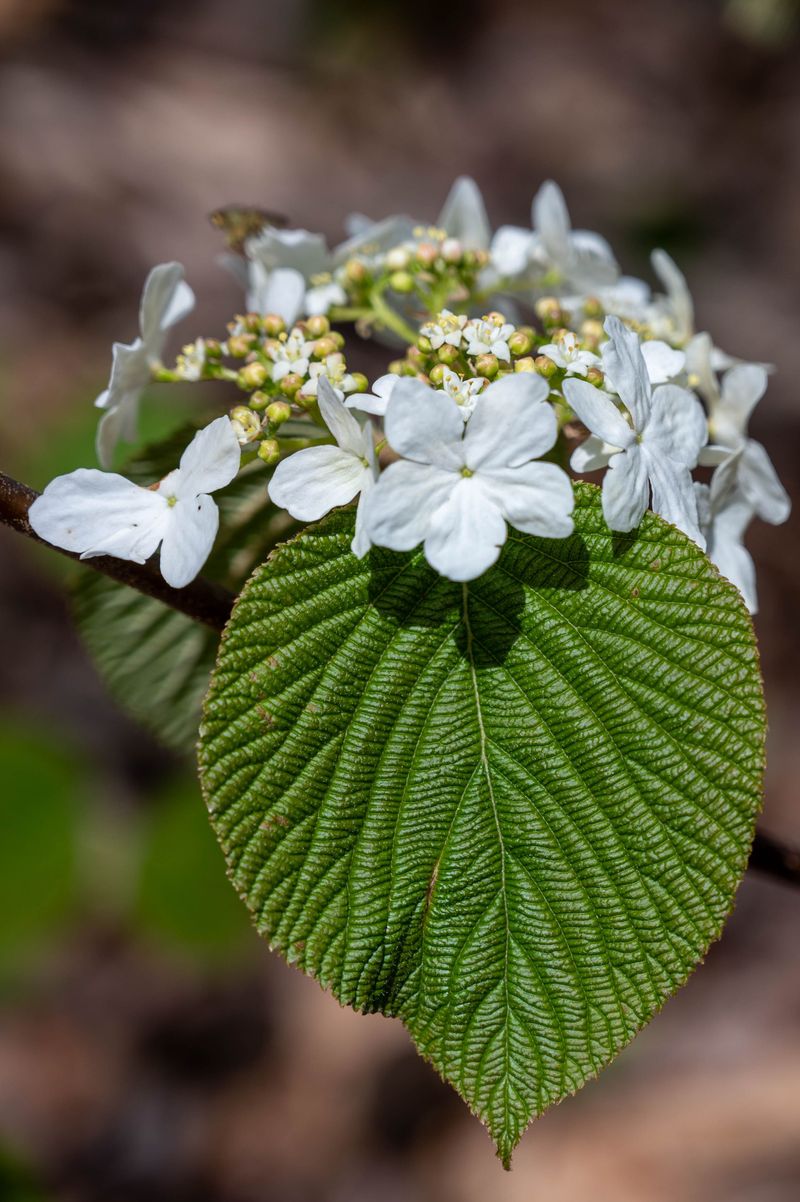 Arrowwood Viburnum Arrowwood Viburnum