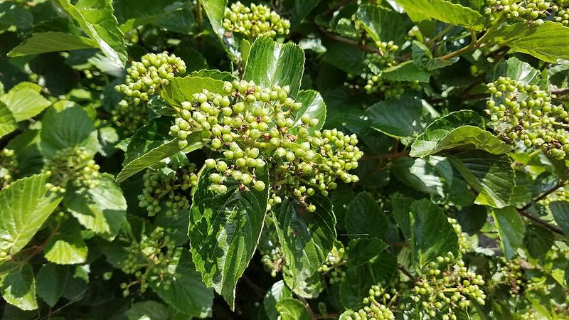Arrowwood Viburnum