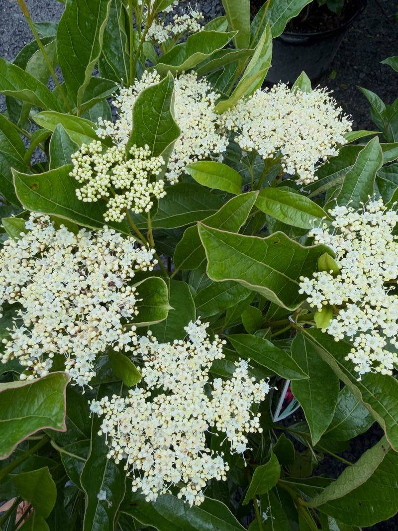 Arrowwood Viburnum Adds Flowers Fruit And Screening