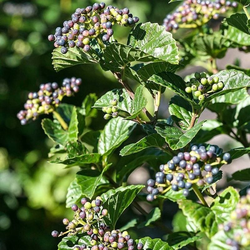 Arrowwood Viburnum Adds Native Bird Habitat