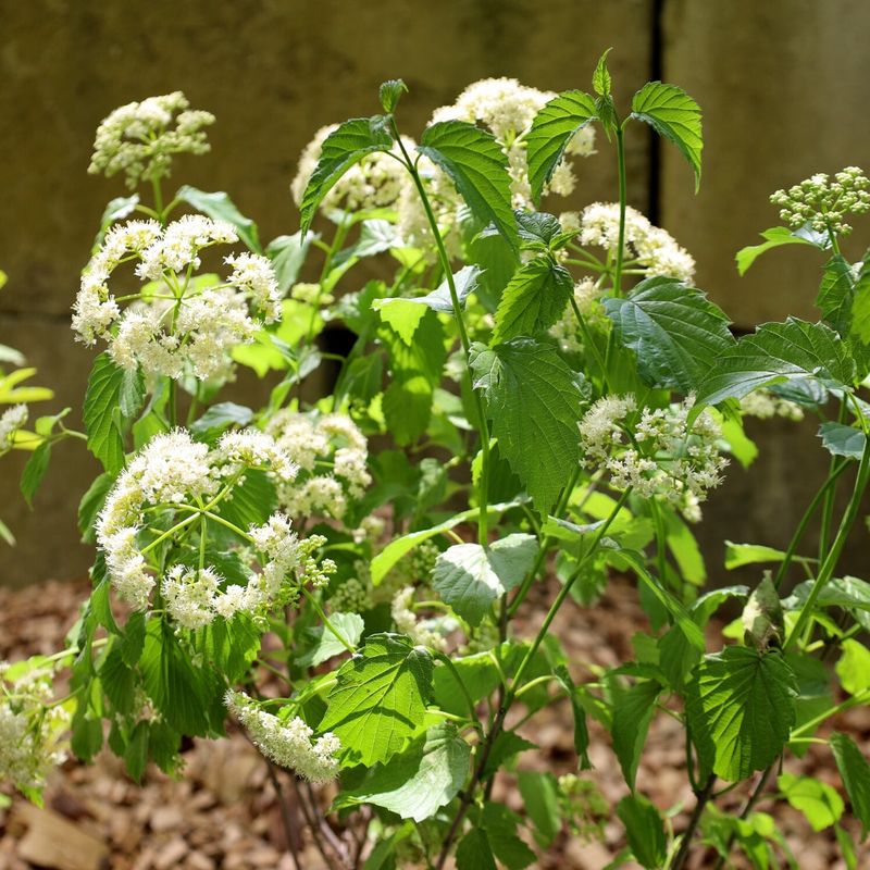Arrowwood Viburnum Works Where Soil Holds Moisture Arrowwood Viburnum Works Where Soil Holds Moisture