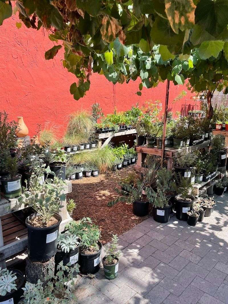 Artemisia Nursery Gives Los Angeles Gardens A Wild-California Feel Artemisia Nursery Gives Los Angeles Gardens A Wild-California Feel
