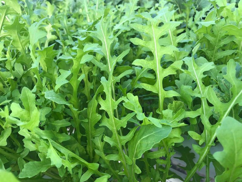 Arugula Fills Fast Rows