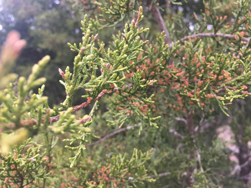 Ashe Juniper (Juniperus Ashei) Ashe Juniper (Juniperus Ashei)