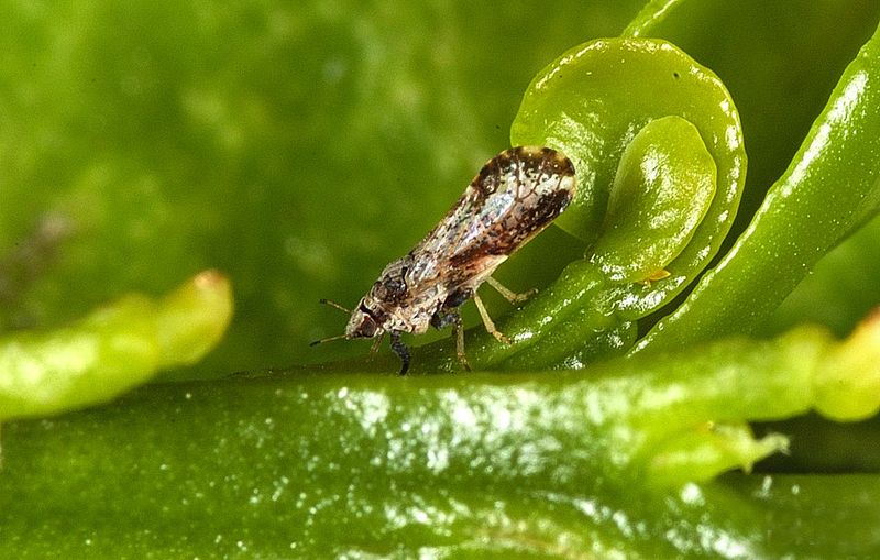 Asian Citrus Psyllid Feeds On New Citrus Leaves