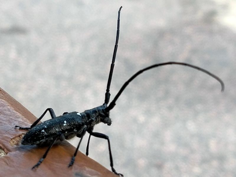 Asian Longhorned Beetle Holes Usually Appear On Trunks And Large Branches
