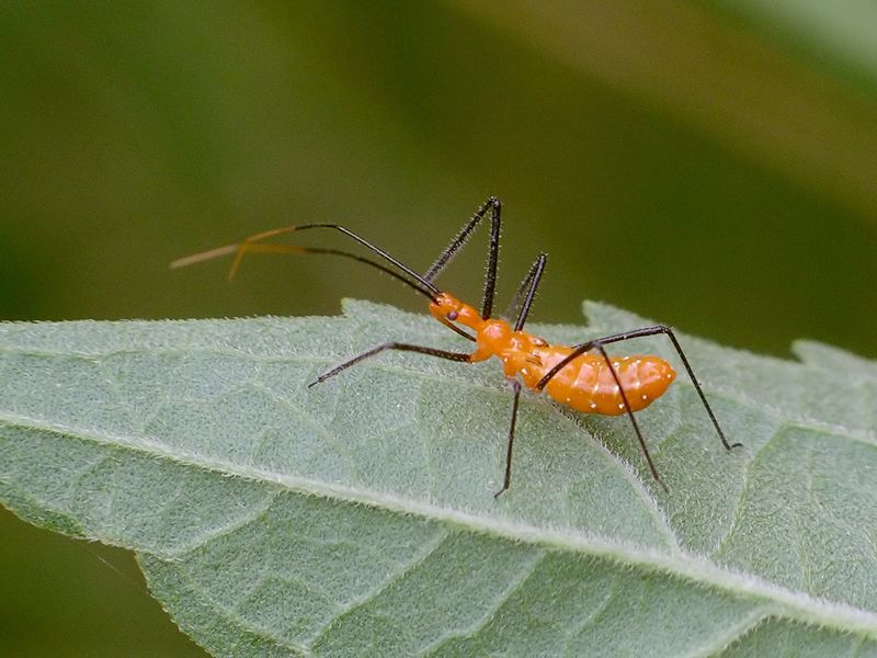 Assassin Bugs Hunt Soft Bodied Pests