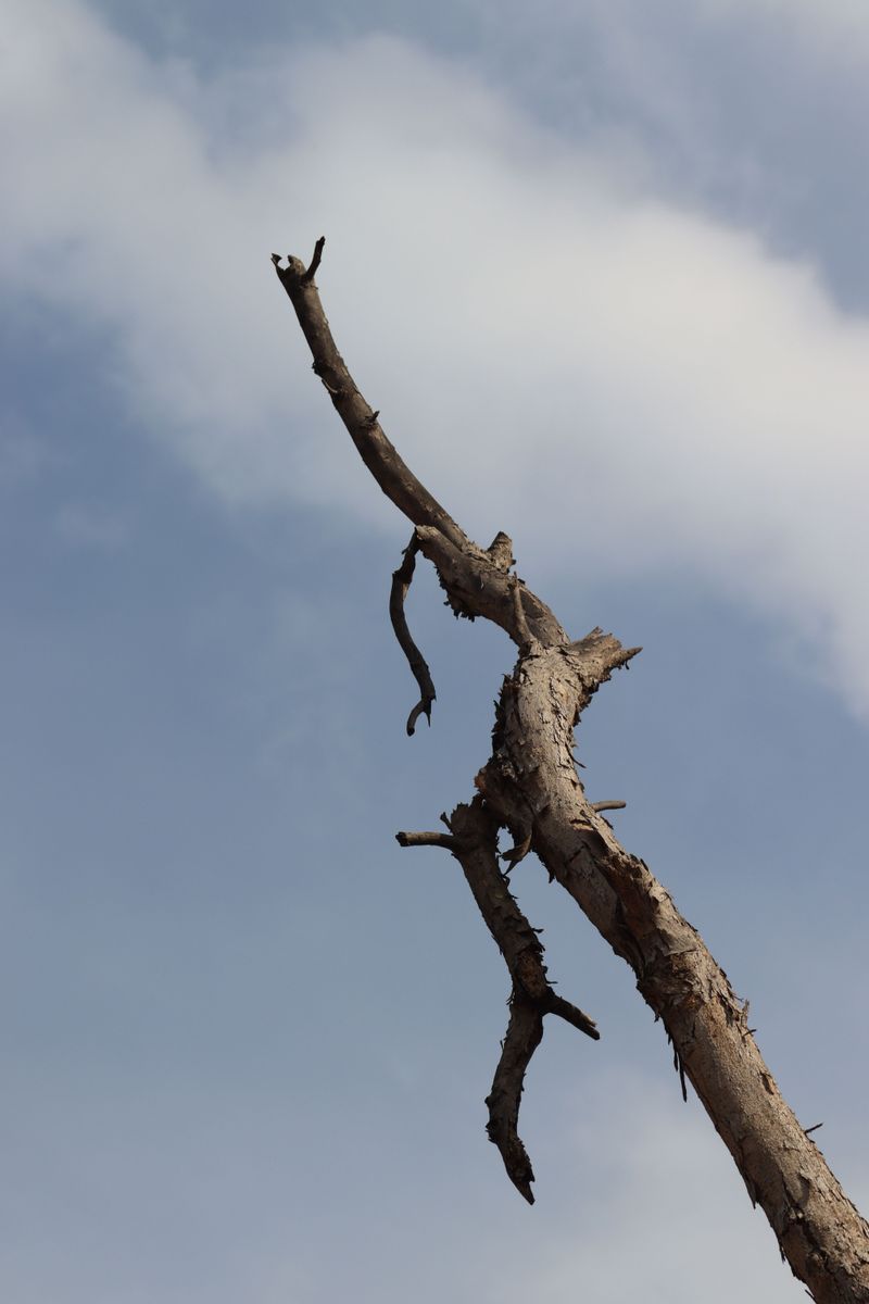 Assess If Major Limbs Or Just Branches Broke Assess If Major Limbs Or Just Branches Broke