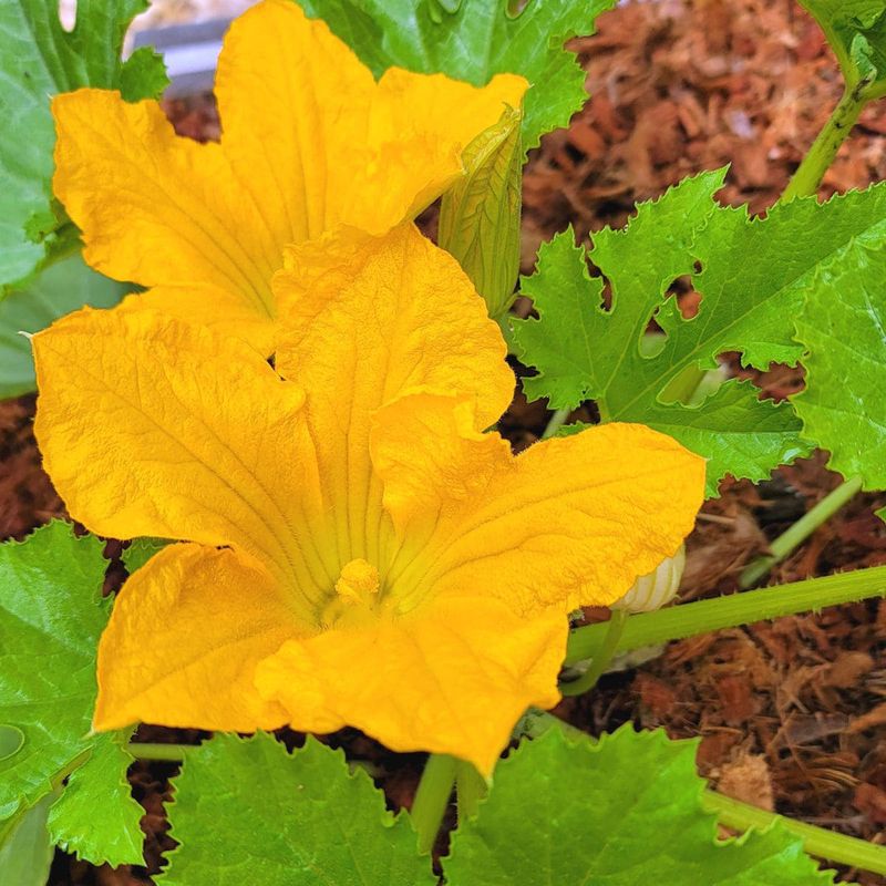 Assuming Early Male Flowers Mean The Plant Will Not Produce Assuming Early Male Flowers Mean The Plant Will Not Produce