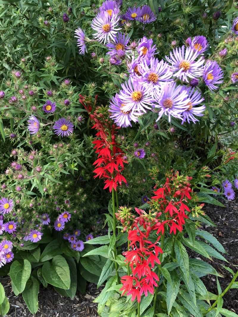Aster Delivers Late Food Before Winter Aster Delivers Late Food Before Winter