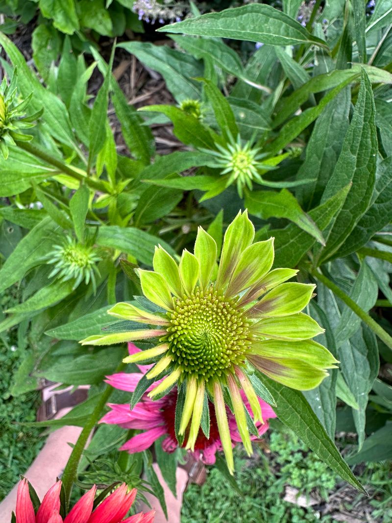 Aster Yellows Is The Disease Behind This Symptom