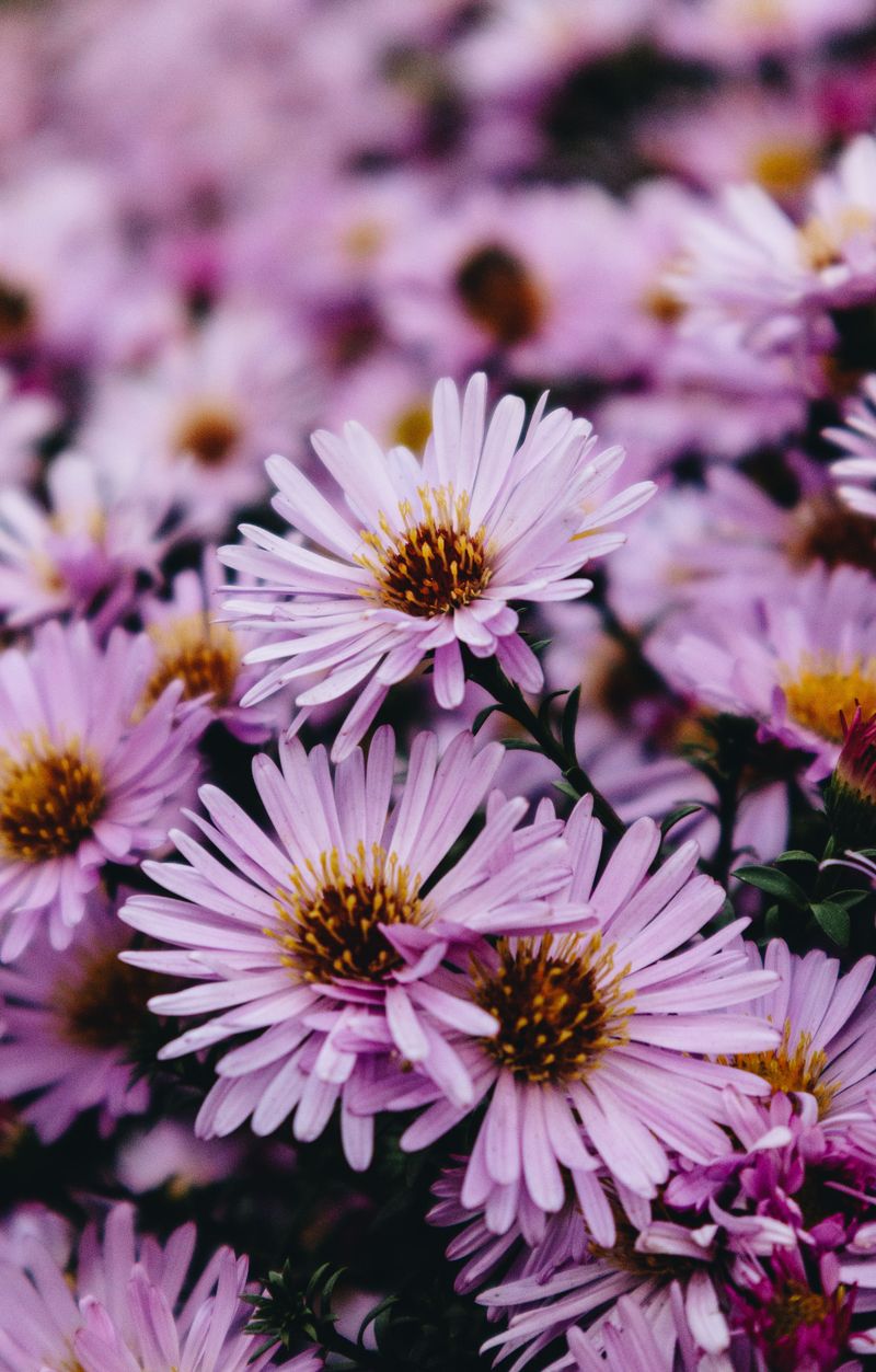 Aster Aster