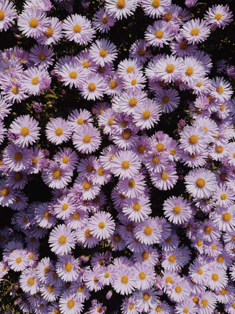Asters