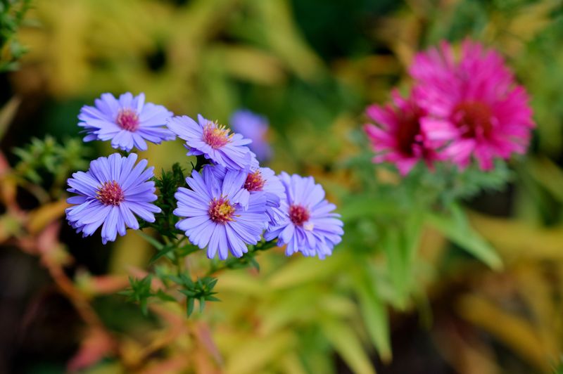 Asters