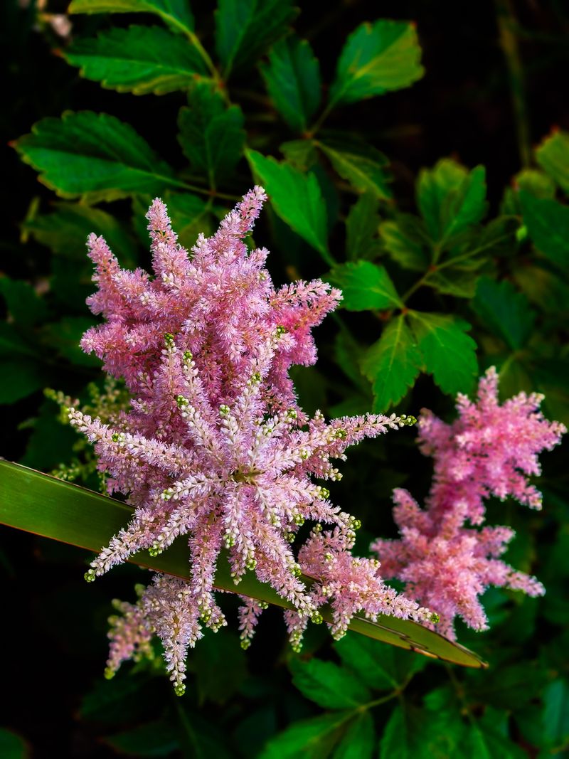 Astilbe